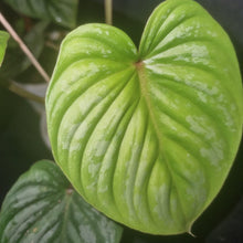 Load image into Gallery viewer, Philodendron | Mamei Small
