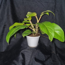 Load image into Gallery viewer, Philodendron Malay Gold
