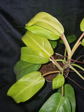Load image into Gallery viewer, Philodendron Malay Gold
