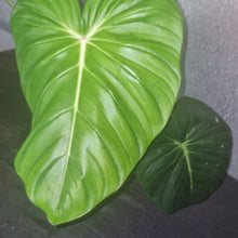 Load image into Gallery viewer, Philodendron | Pastazanum - Large
