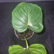 Load image into Gallery viewer, Philodendron | Pastazanum Small
