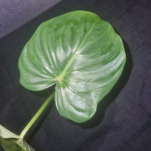 Load image into Gallery viewer, Philodendron | Pastazanum Small
