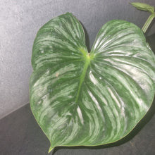 Load image into Gallery viewer, Philodendron | Plowmanii Large
