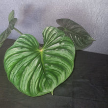 Load image into Gallery viewer, Philodendron | Plowmanii Large

