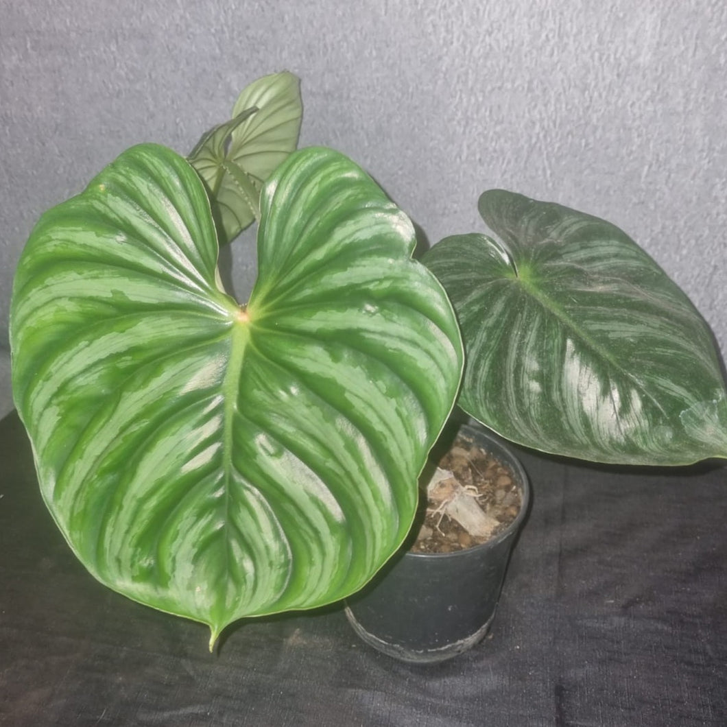 Philodendron | Plowmanii Large