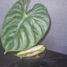 Load image into Gallery viewer, Philodendron | Plowmanii Small
