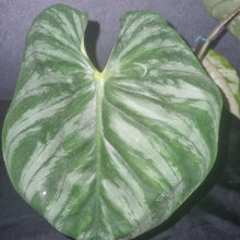 Load image into Gallery viewer, Philodendron | Plowmanii Small
