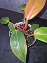 Load image into Gallery viewer, Philodendron Prince of Orange Small
