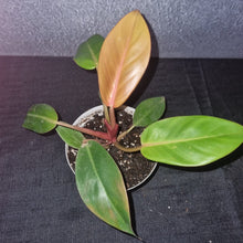Load image into Gallery viewer, Philodendron Prince of Orange Small
