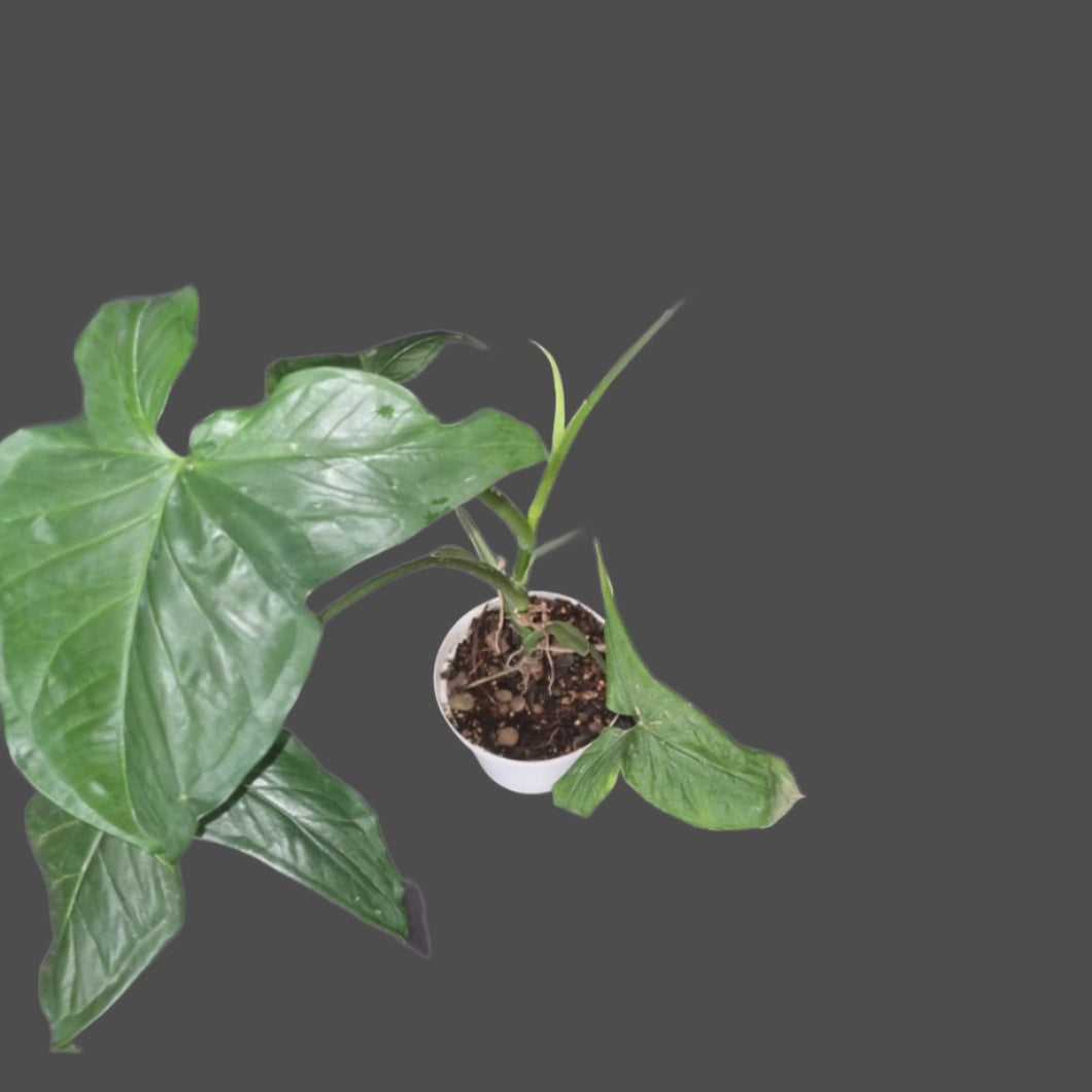 Syngonium | Podophyllum (Green)