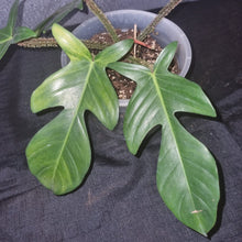 Load image into Gallery viewer, Philodendron | Squamiferum
