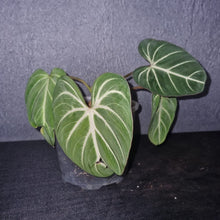 Load image into Gallery viewer, Philodendron | Gloriosum Zebra
