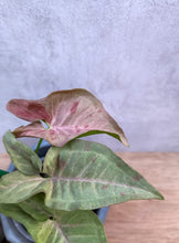 Load image into Gallery viewer, Syngonium | Pink Spot
