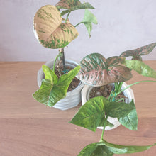 Load image into Gallery viewer, Syngonium | Pink Flecked

